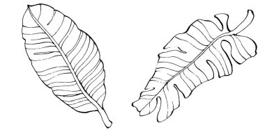 El yapımı izole edilmiş muz. Vektör illüstrasyonu egzotik meyve. 