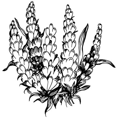 Lavanta yalıtılmış çizim çizimi. Düğün otu, bitki ya da davetiye için zarif yapraklı monogram için el yapımı unsur tarih kartı tasarımını kaydet. Botanik kırsal trend yeşilliği.