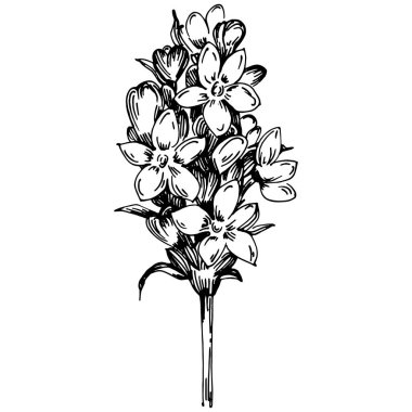 Lavanta yalıtılmış çizim çizimi. Düğün otu, bitki ya da davetiye için zarif yapraklı monogram için el yapımı unsur tarih kartı tasarımını kaydet. Botanik kırsal trend yeşilliği.