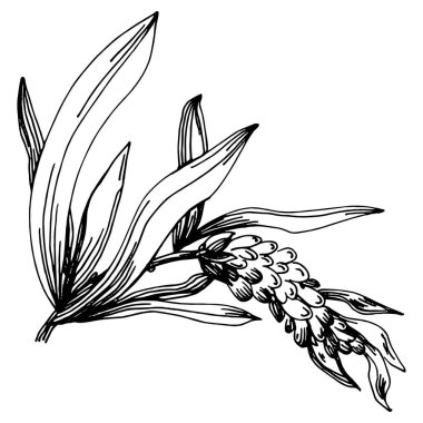 Lavanta yalıtılmış çizim çizimi. Düğün otu, bitki ya da davetiye için zarif yapraklı monogram için el yapımı unsur tarih kartı tasarımını kaydet. Botanik kırsal trend yeşilliği.