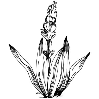 Lavanta yalıtılmış çizim çizimi. Düğün otu, bitki ya da davetiye için zarif yapraklı monogram için el yapımı unsur tarih kartı tasarımını kaydet. Botanik kırsal trend yeşilliği.