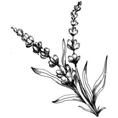 Lavanta yalıtılmış çizim çizimi. Düğün otu, bitki ya da davetiye için zarif yapraklı monogram için el yapımı unsur tarih kartı tasarımını kaydet. Botanik kırsal trend yeşilliği.