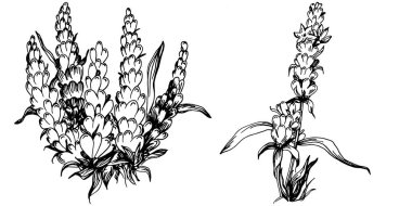 Lavanta yalıtılmış çizim çizimi. Düğün otu, bitki ya da davetiye için zarif yapraklı monogram için el yapımı unsur tarih kartı tasarımını kaydet. Botanik kırsal trend yeşilliği.