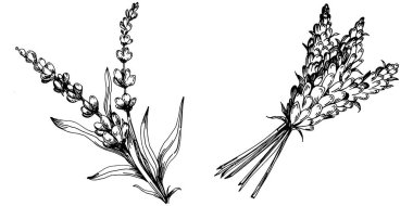 Lavanta yalıtılmış çizim çizimi. Düğün otu, bitki ya da davetiye için zarif yapraklı monogram için el yapımı unsur tarih kartı tasarımını kaydet. Botanik kırsal trend yeşilliği.