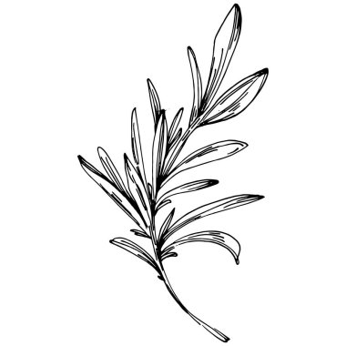 Biberiye dalları ve yaprakları izole edilmiş Vektör el çizimi. Yemek çizimi. Eski tarz. Tasarım logosu, menü, etiket, simge, pul için en iyisi.
