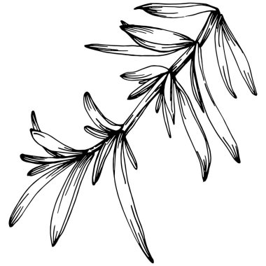 Biberiye dalları ve yaprakları izole edilmiş Vektör el çizimi. Yemek çizimi. Eski tarz. Tasarım logosu, menü, etiket, simge, pul için en iyisi.