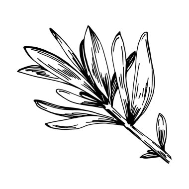 Biberiye dalları ve yaprakları izole edilmiş Vektör el çizimi. Yemek çizimi. Eski tarz. Tasarım logosu, menü, etiket, simge, pul için en iyisi.