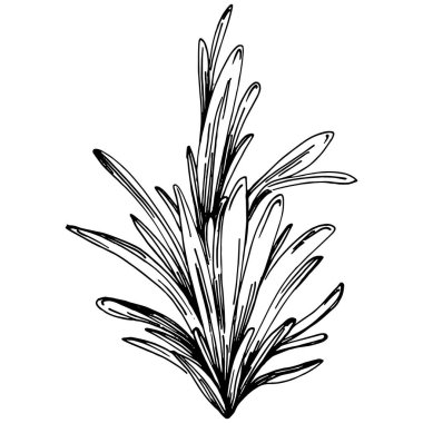 Biberiye dalları ve yaprakları izole edilmiş Vektör el çizimi. Yemek çizimi. Eski tarz. Tasarım logosu, menü, etiket, simge, pul için en iyisi.