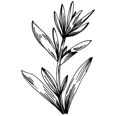 Biberiye dalları ve yaprakları izole edilmiş Vektör el çizimi. Yemek çizimi. Eski tarz. Tasarım logosu, menü, etiket, simge, pul için en iyisi.