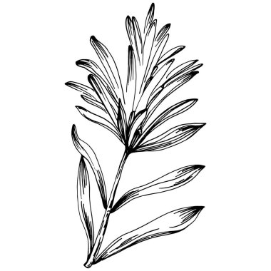 Biberiye dalları ve yaprakları izole edilmiş Vektör el çizimi. Yemek çizimi. Eski tarz. Tasarım logosu, menü, etiket, simge, pul için en iyisi.