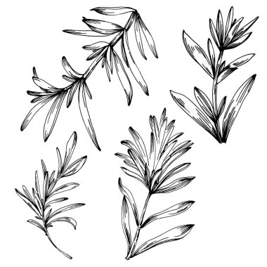 Biberiye dalları ve yaprakları izole edilmiş Vektör el çizimi. Yemek çizimi. Eski tarz. Tasarım logosu, menü, etiket, simge, pul için en iyisi.