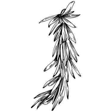 Biberiye dalları ve yaprakları izole edilmiş Vektör el çizimi. Yemek çizimi. Eski tarz. Tasarım logosu, menü, etiket, simge, pul için en iyisi.