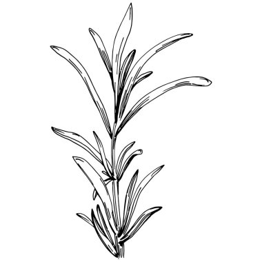 Biberiye dalları ve yaprakları izole edilmiş Vektör el çizimi. Yemek çizimi. Eski tarz. Tasarım logosu, menü, etiket, simge, pul için en iyisi.