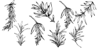 Biberiye dalları ve yaprakları izole edilmiş Vektör el çizimi. Yemek çizimi. Eski tarz. Tasarım logosu, menü, etiket, simge, pul için en iyisi.