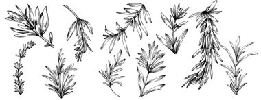 Biberiye dalları ve yaprakları izole edilmiş Vektör el çizimi. Yemek çizimi. Eski tarz. Tasarım logosu, menü, etiket, simge, pul için en iyisi.