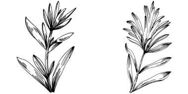 Biberiye dalları ve yaprakları izole edilmiş Vektör el çizimi. Yemek çizimi. Eski tarz. Tasarım logosu, menü, etiket, simge, pul için en iyisi.