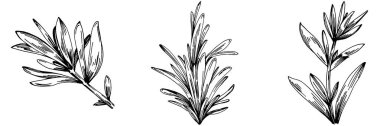 Biberiye dalları ve yaprakları izole edilmiş Vektör el çizimi. Yemek çizimi. Eski tarz. Tasarım logosu, menü, etiket, simge, pul için en iyisi.
