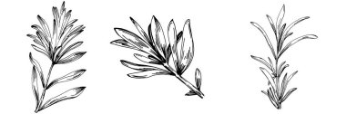 Biberiye dalları ve yaprakları izole edilmiş Vektör el çizimi. Yemek çizimi. Eski tarz. Tasarım logosu, menü, etiket, simge, pul için en iyisi.