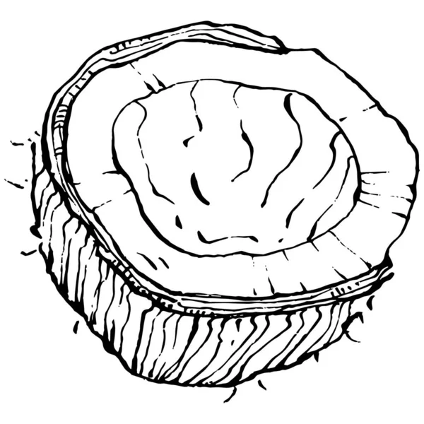 Векторный Кокосовый Рисунок Векторная Тропическая Пищевая Иллюстрация Винтажный Стиль Лучший — стоковый вектор