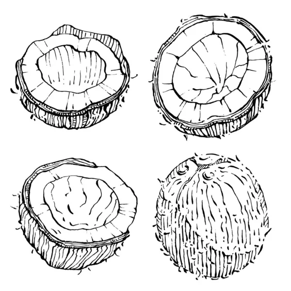 Vector Coco Dibujado Mano Sketch Ilustración Alimentos Tropicales Vectoriales Estilo — Vector de stock