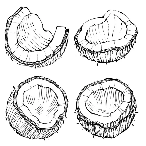 Vector Coco Dibujado Mano Sketch Ilustración Alimentos Tropicales Vectoriales Estilo — Archivo Imágenes Vectoriales