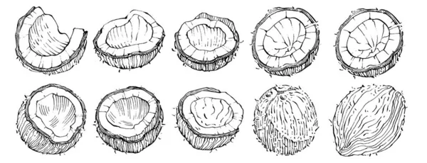 Schizzo Del Cocco Vettoriale Disegnato Mano Illustrazione Cibo Tropicale Vettoriale — Vettoriale Stock