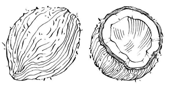 Vektor Tangan Kelapa Ditarik Sketch Ilustrasi Makanan Tropis Vektor Gaya - Stok Vektor