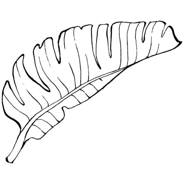 Banane Isolée Dessinée Main Illustration Vectorielle Fruits Exotiques — Image vectorielle