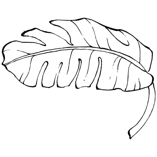 Banane Isolée Dessinée Main Illustration Vectorielle Fruits Exotiques — Image vectorielle