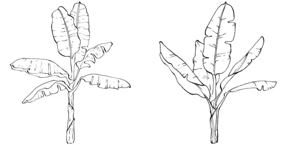 Plátano Aislado Dibujado Mano Ilustración Vectorial Fruta Exótica — Vector de stock