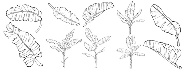 Banane Isolée Dessinée Main Illustration Vectorielle Fruits Exotiques — Image vectorielle