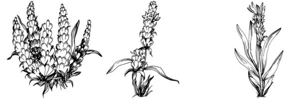 Lavanda Isolado Desenho Ilustração Elemento Desenhado Mão Para Ervas Casamento —  Vetores de Stock