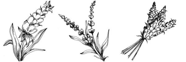 薰衣草孤立素描插图 手绘元素用于婚用药草 植物或带有精致叶子的专题图 用于邀请函保存日期卡片设计 植物性的乡村风尚的绿色植物 — 图库矢量图片