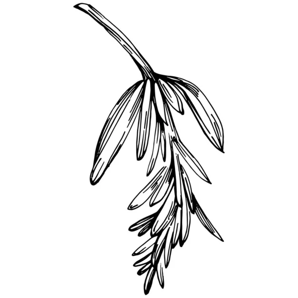 迷迭香枝条和叶子孤立的向量手绘素描 食品说明 复古风格 最佳设计标志 — 图库矢量图片