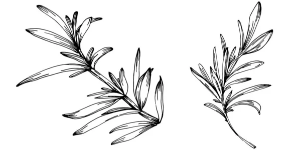 Розмарин Ветви Листья Изолированы Векторный Ручной Рисунок Продовольственная Иллюстрация Винтажный — стоковый вектор