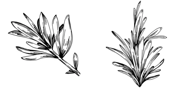 迷迭香枝条和叶子孤立的向量手绘素描 食品说明 复古风格 最佳设计标志 — 图库矢量图片