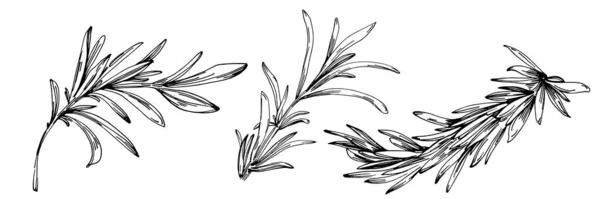 ローズマリーの枝と葉の孤立ベクトル手描きスケッチ 食べ物のイラスト ヴィンテージスタイル デザインロゴ メニュー ラベル アイコン スタンプに最適 — ストックベクタ