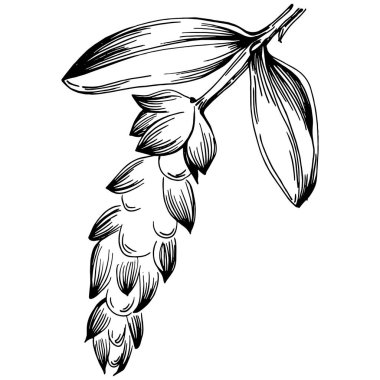 Adaçayı taşıyıcı bitkiyi yapraklarla izole etti. Bitki oymalı stil illüstrasyon. Detaylı organik ürün çizimi. Tasarım logosu, menü, etiket, simge, pul için en iyisi..