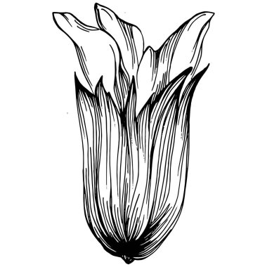 Adaçayı taşıyıcı bitkiyi yapraklarla izole etti. Bitki oymalı stil illüstrasyon. Detaylı organik ürün çizimi. Tasarım logosu, menü, etiket, simge, pul için en iyisi..