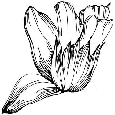 Adaçayı taşıyıcı bitkiyi yapraklarla izole etti. Bitki oymalı stil illüstrasyon. Detaylı organik ürün çizimi. Tasarım logosu, menü, etiket, simge, pul için en iyisi..