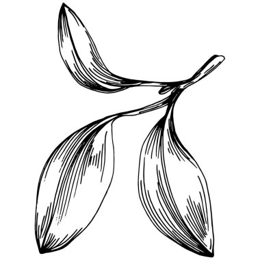 Adaçayı taşıyıcı bitkiyi yapraklarla izole etti. Bitki oymalı stil illüstrasyon. Detaylı organik ürün çizimi. Tasarım logosu, menü, etiket, simge, pul için en iyisi..