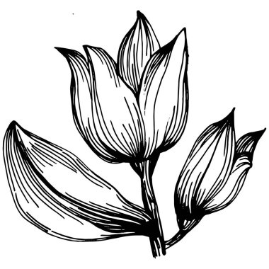 Adaçayı taşıyıcı bitkiyi yapraklarla izole etti. Bitki oymalı stil illüstrasyon. Detaylı organik ürün çizimi. Tasarım logosu, menü, etiket, simge, pul için en iyisi..