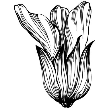 Adaçayı taşıyıcı bitkiyi yapraklarla izole etti. Bitki oymalı stil illüstrasyon. Detaylı organik ürün çizimi. Tasarım logosu, menü, etiket, simge, pul için en iyisi..