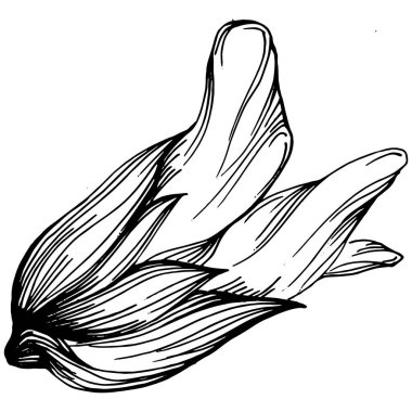 Adaçayı taşıyıcı bitkiyi yapraklarla izole etti. Bitki oymalı stil illüstrasyon. Detaylı organik ürün çizimi. Tasarım logosu, menü, etiket, simge, pul için en iyisi..