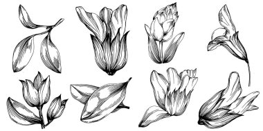 Adaçayı taşıyıcı bitkiyi yapraklarla izole etti. Bitki oymalı stil illüstrasyon. Detaylı organik ürün çizimi. Tasarım logosu, menü, etiket, simge, pul için en iyisi..