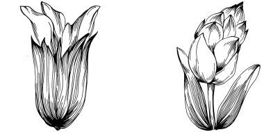 Adaçayı taşıyıcı bitkiyi yapraklarla izole etti. Bitki oymalı stil illüstrasyon. Detaylı organik ürün çizimi. Tasarım logosu, menü, etiket, simge, pul için en iyisi..