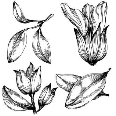 Adaçayı taşıyıcı bitkiyi yapraklarla izole etti. Bitki oymalı stil illüstrasyon. Detaylı organik ürün çizimi. Tasarım logosu, menü, etiket, simge, pul için en iyisi..