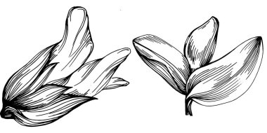 Adaçayı taşıyıcı bitkiyi yapraklarla izole etti. Bitki oymalı stil illüstrasyon. Detaylı organik ürün çizimi. Tasarım logosu, menü, etiket, simge, pul için en iyisi..