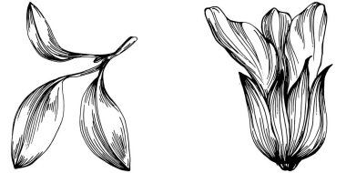 Adaçayı taşıyıcı bitkiyi yapraklarla izole etti. Bitki oymalı stil illüstrasyon. Detaylı organik ürün çizimi. Tasarım logosu, menü, etiket, simge, pul için en iyisi..