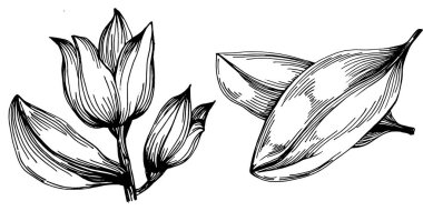 Adaçayı taşıyıcı bitkiyi yapraklarla izole etti. Bitki oymalı stil illüstrasyon. Detaylı organik ürün çizimi. Tasarım logosu, menü, etiket, simge, pul için en iyisi..